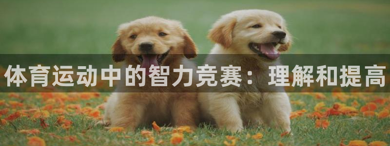 MK体育官方正版app娱乐：体育运动中的智力竞赛：理